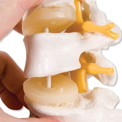 Image 2 of 3B Scientific 3 Lumbar Vertebrae, Flexibly Mounted