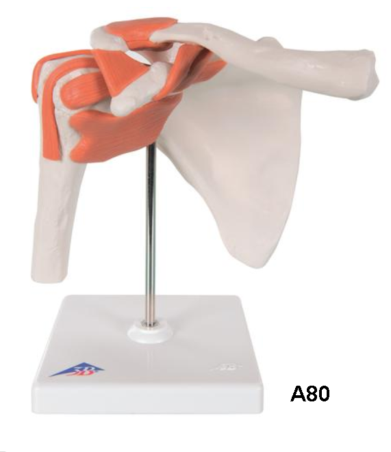 Functional Shoulder Joint Model