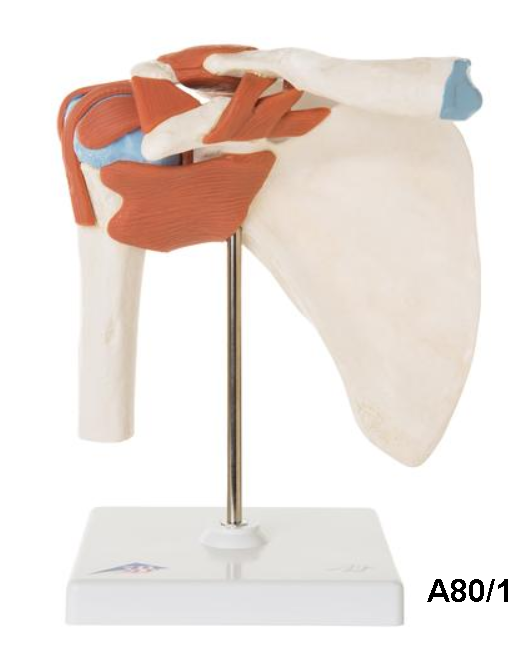 Life Size Shoulder Joint Model
