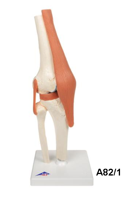 Deluxe Functional Knee Joint Model