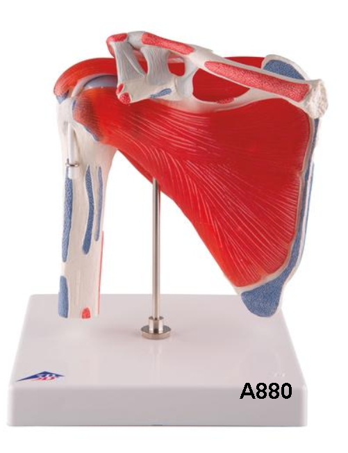 Shoulder Joint With Rotator Cuff