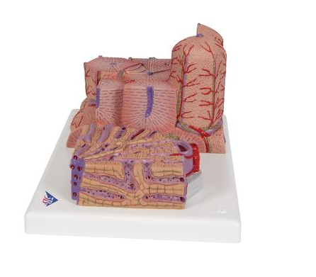 Liver Model
