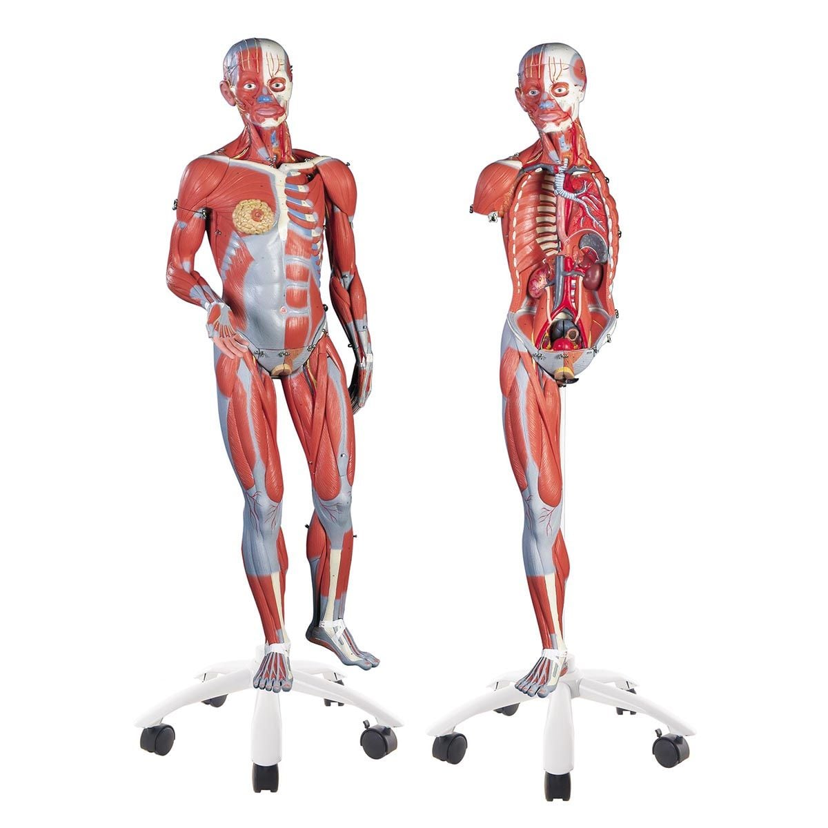Anatomical Model