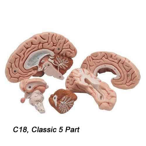Human Brain