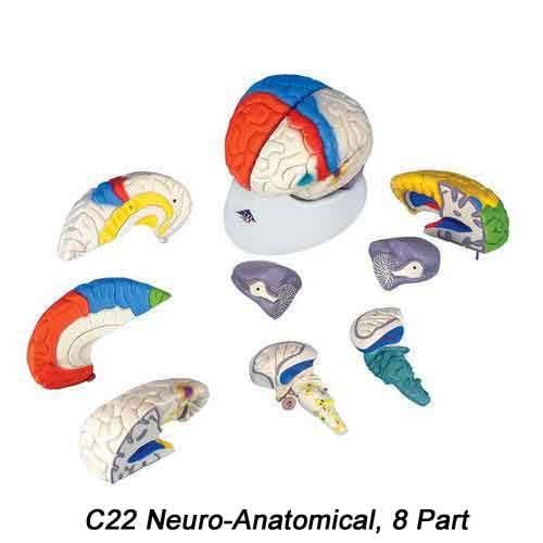Realistic brain