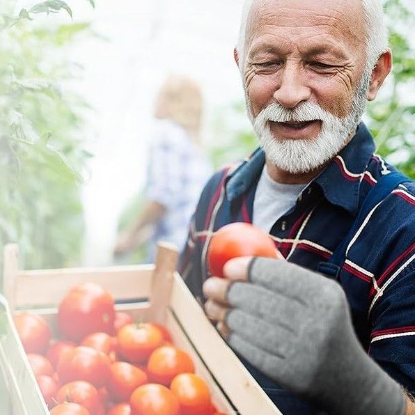 Man picks tomatoes while wearing active gloves.