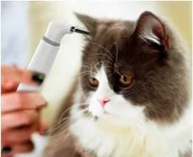ScopeAround in Cat's Ear