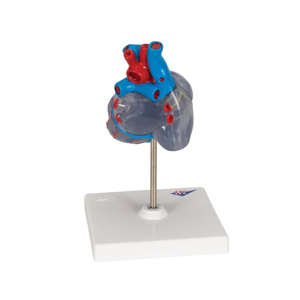 3B Heart Model