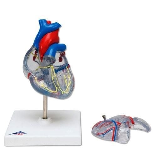 Detachable Heart Model