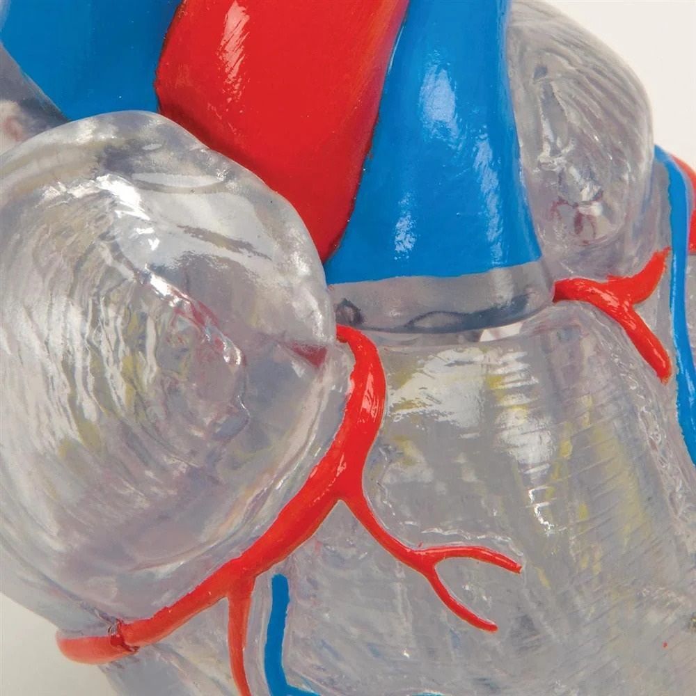 Anatomical Detail of Valves