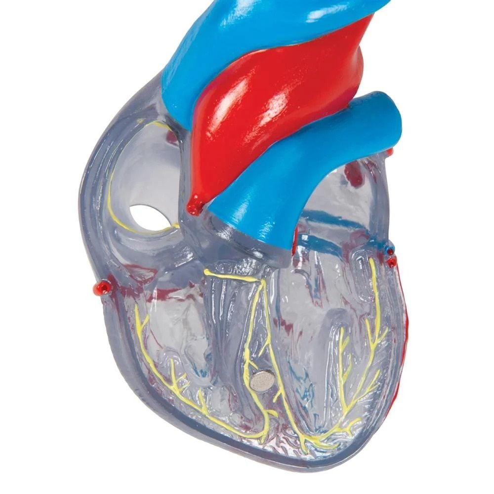 Heart Valves and Chambers
