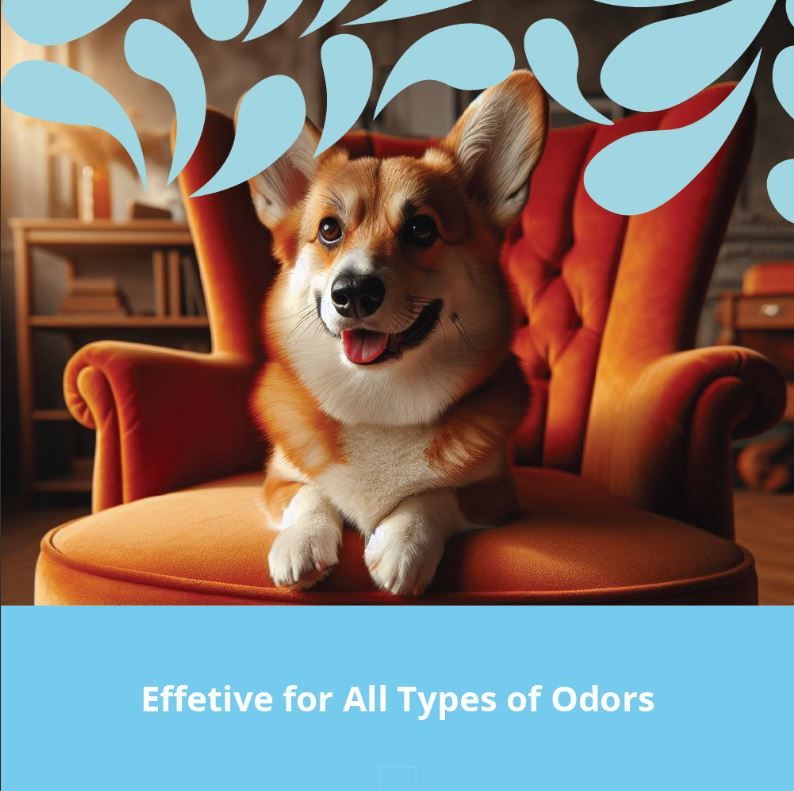 Corgi on Couch