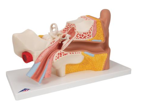 Ear Drum With Vessel
