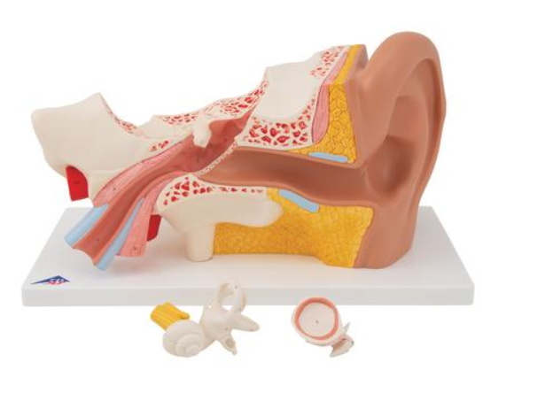 Model With Eardrum With Hammer, Anvil, and Stirrup