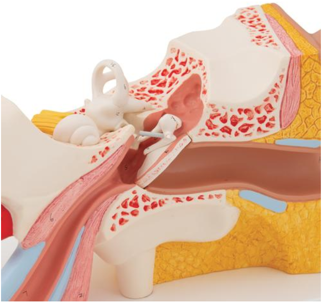 Closeup View of Eardrum