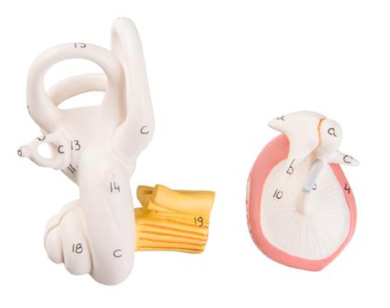 Removeable Parts With Lettered and Numbered Articulations