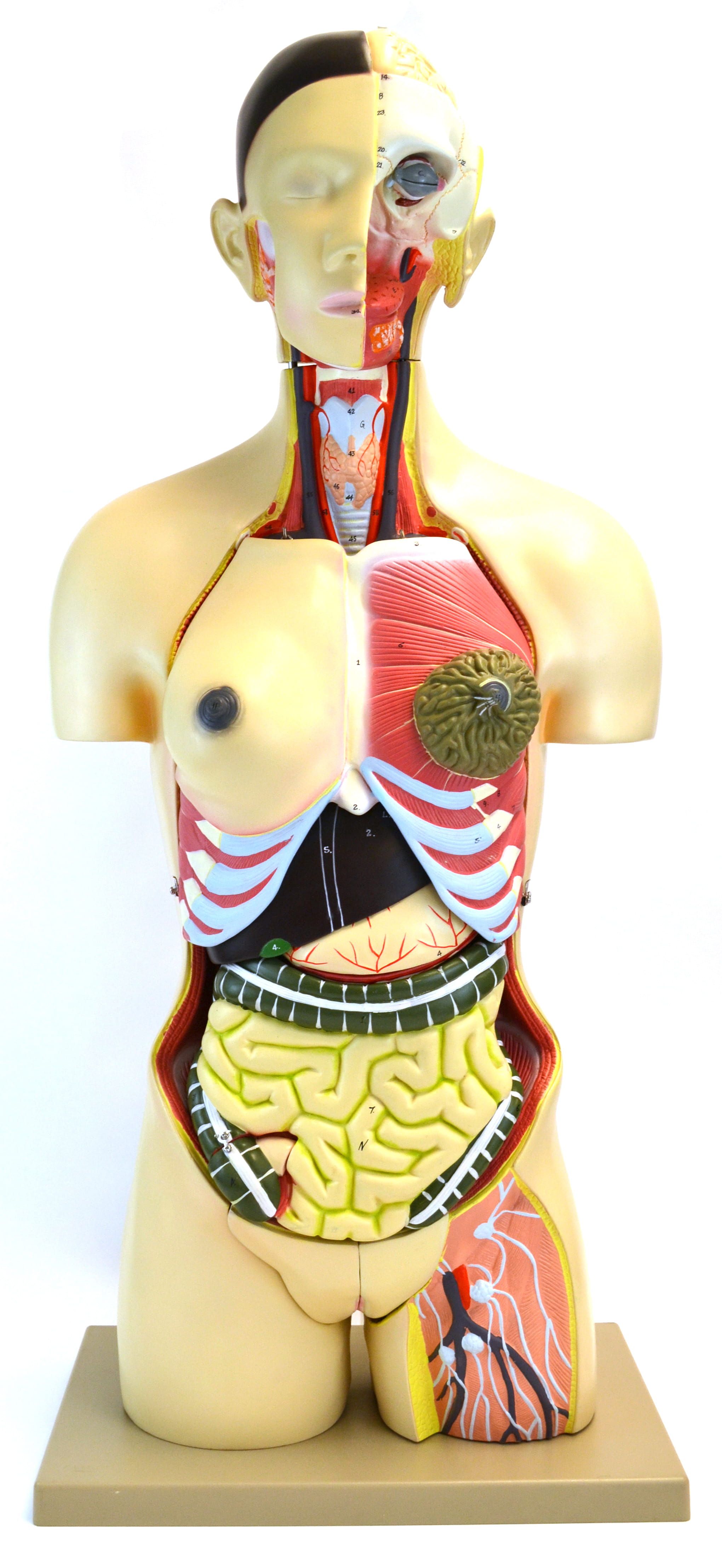 Eisco Life-Size Dual Sex Premium Human Torso