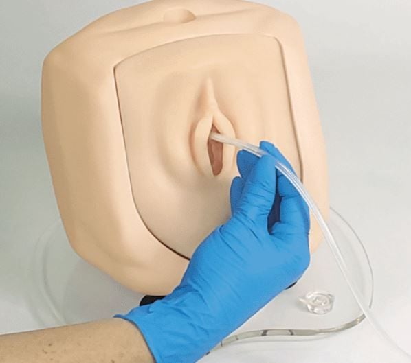 Image 4 of Life/form Male/Female Catheterization Simulator & Replacement Parts