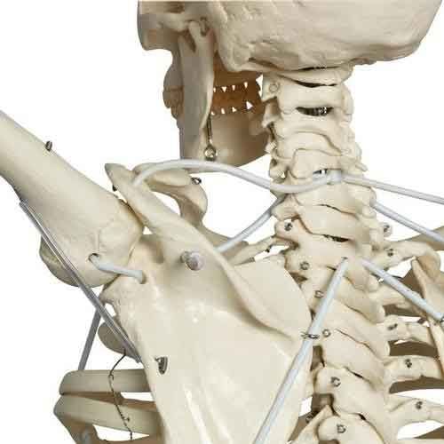 Frank Skeleton Skull