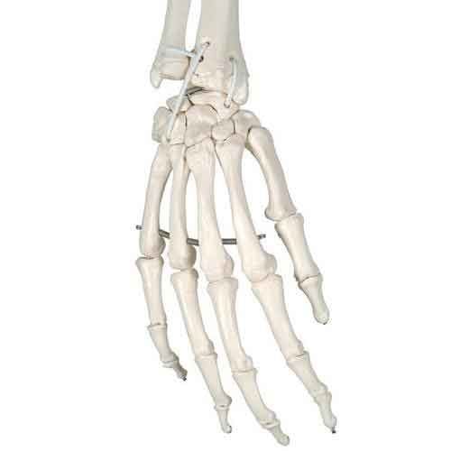 Frank Skeleton Hand