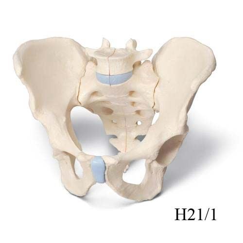 Image 2 of 3B Scientific Male Pelvis Skeleton Model