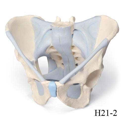 Image 3 of 3B Scientific Male Pelvis Skeleton Model