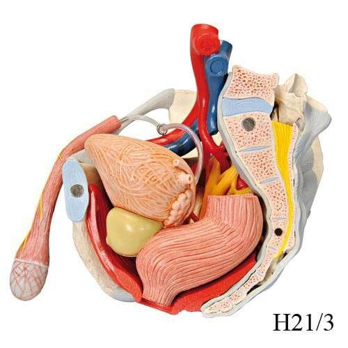 Image 5 of 3B Scientific Male Pelvis Skeleton Model