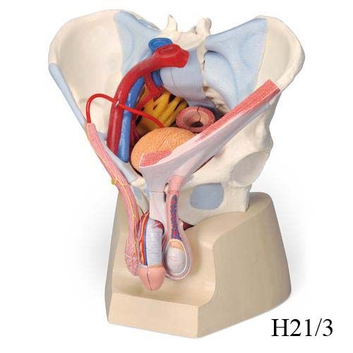 Image 4 of 3B Scientific Male Pelvis Skeleton Model