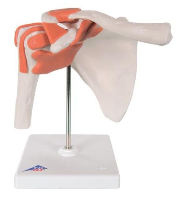 3B Scientific Human Anatomical Shoulder Joint