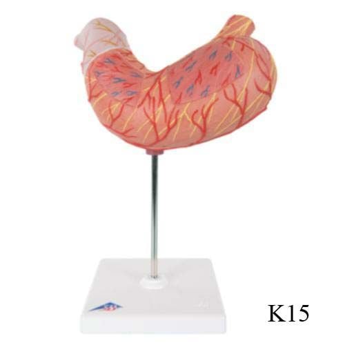 Image 2 of 3B Scientific Stomach Model