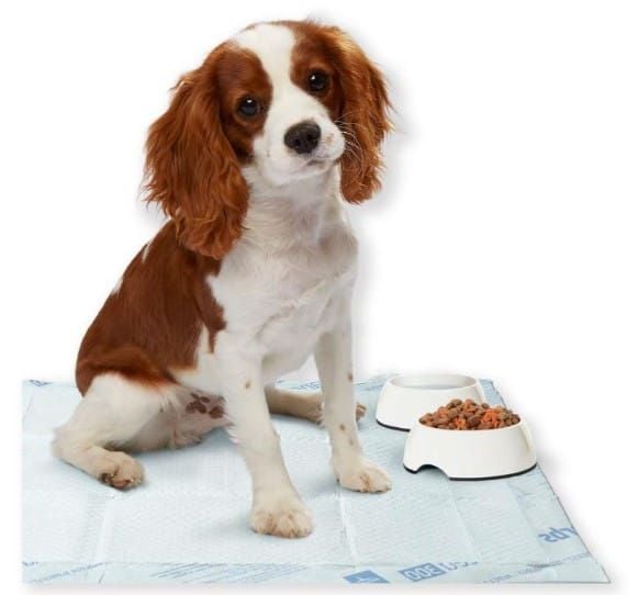 Dog and Dog Dishes Sitting on Underpad