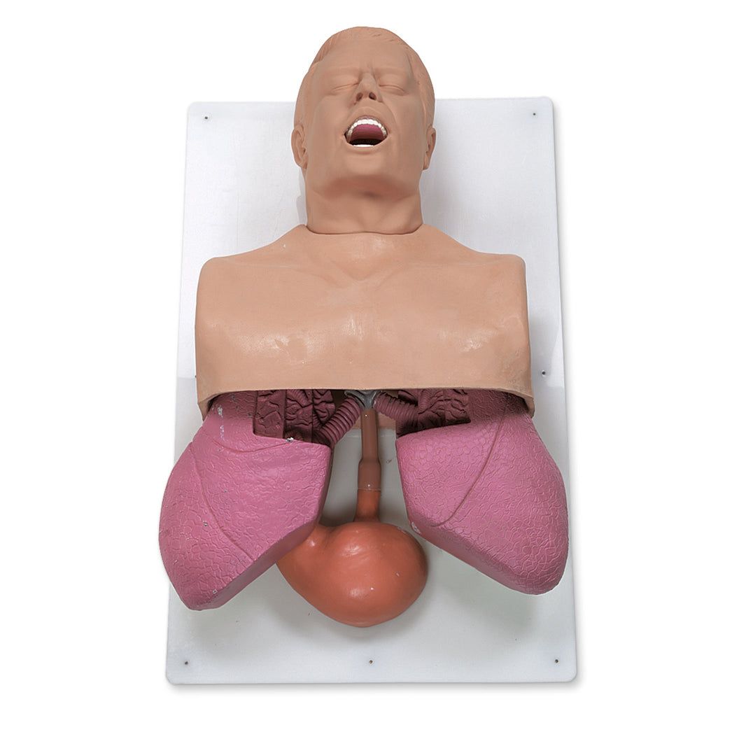 Nasco Adult Airway Management Trainer