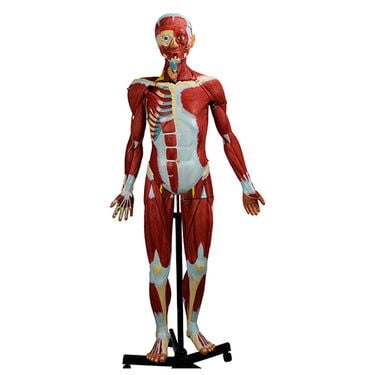 Nasco Muscular Figure Model 3/4 Life-Size with 32 Parts