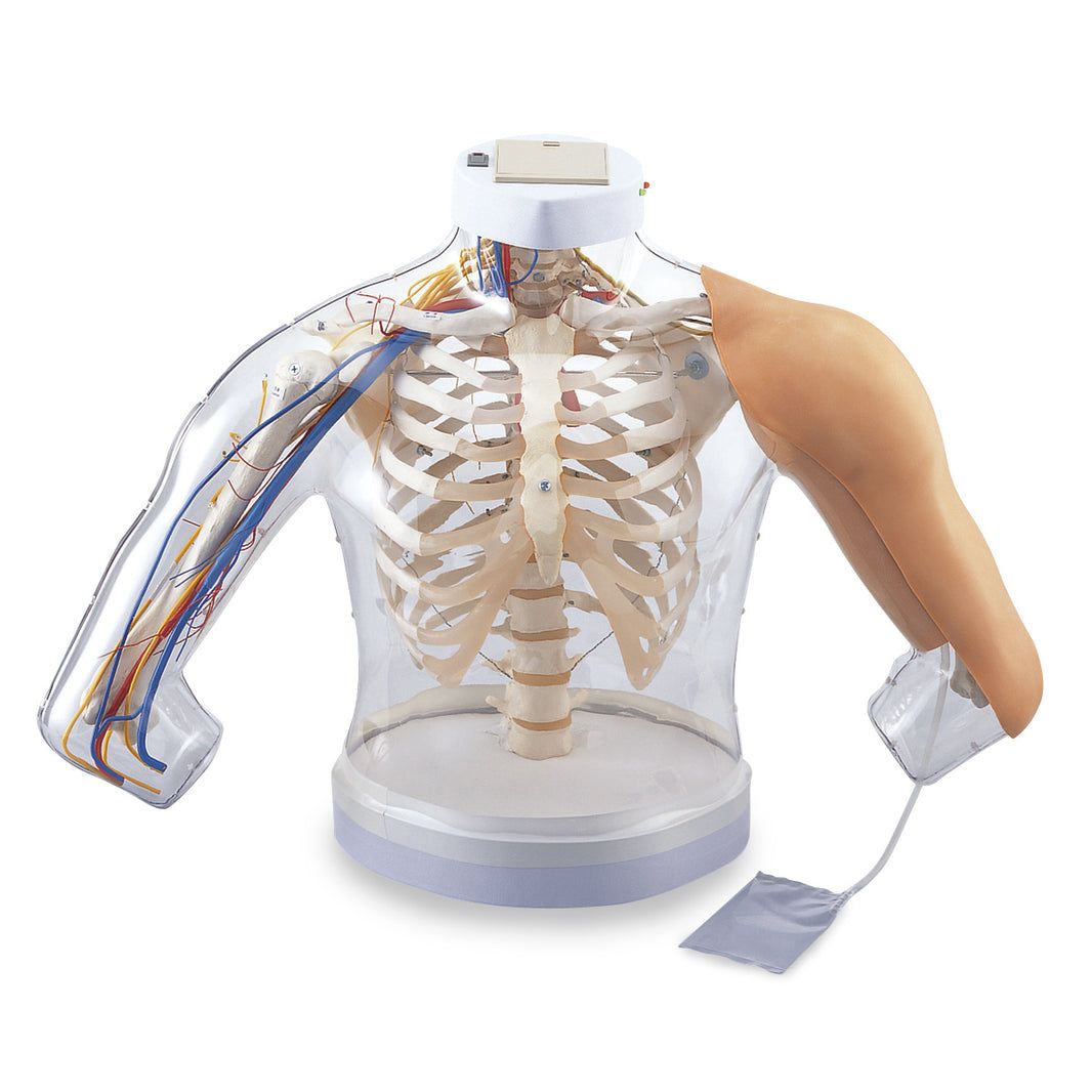 Nasco Intramuscular Injection Model of Upper Arm Muscles