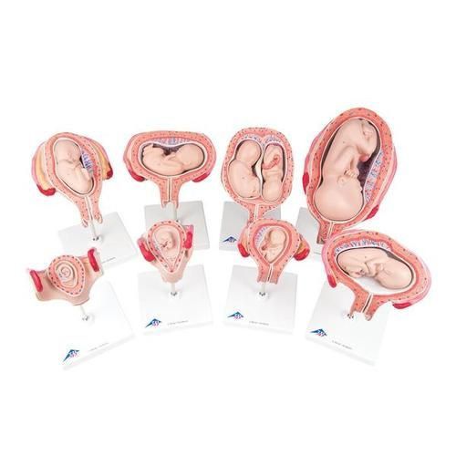 Pregnancy Series Model