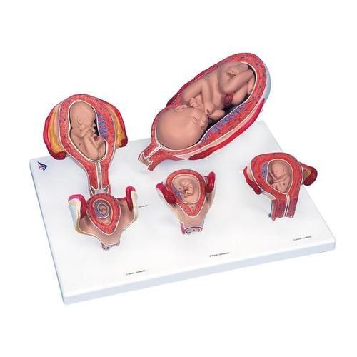 Pregnancy Series