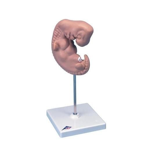 Pregnancy Baby Model