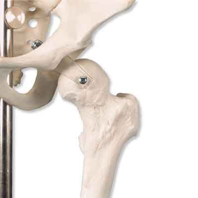 3D Skeleton