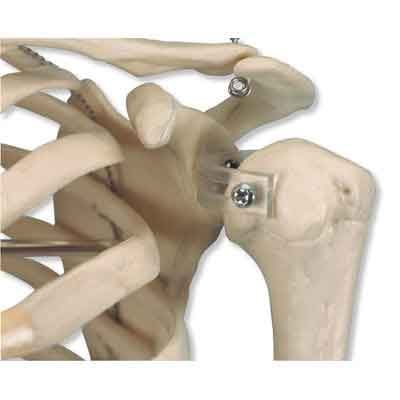 Skeleton Model