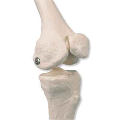 Human Anatomy Model