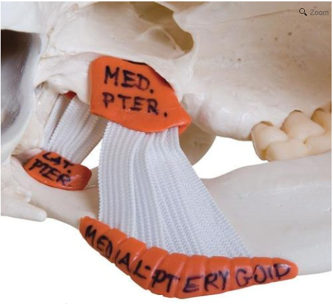 Image 2 of TMJ Human Skull Model
