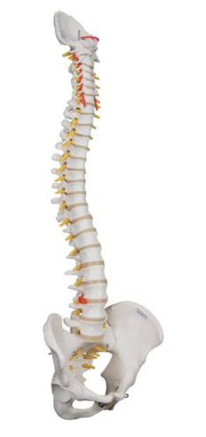 3B Scientific Highly Flexible Spine Model
