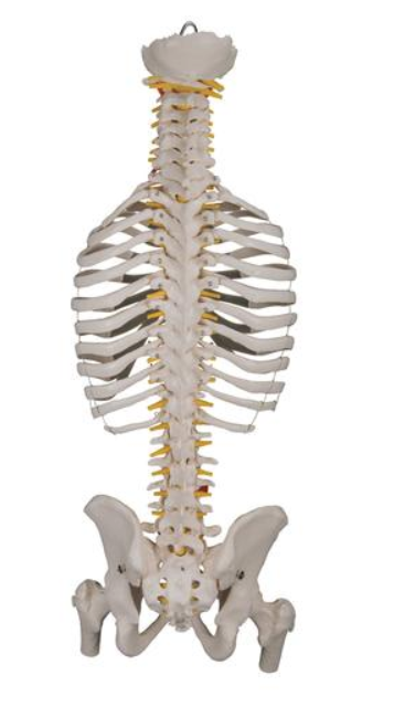 Classic Spine Model