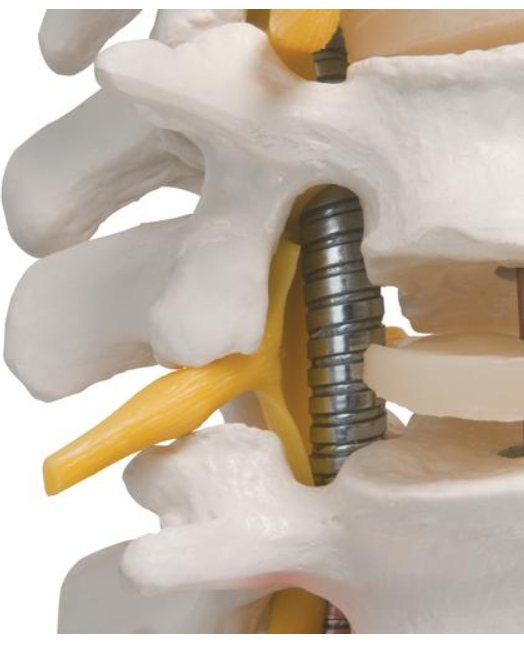 Highly Flexible Spine Model