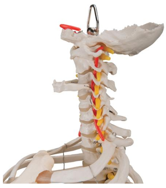 Cervical Vertebral Artery Model