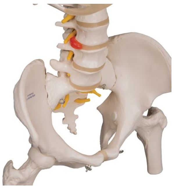 Full Pelvis Anatomy with Moveable Femur Heads