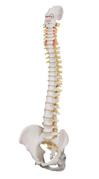 Spine Model