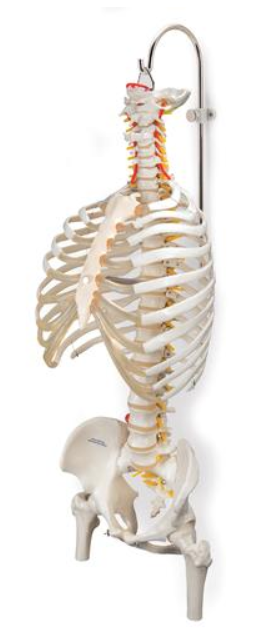 Spinal Columns and Skeletons Stand