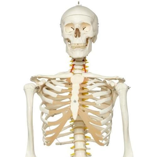 3B Scientific Flexible Human Skeleton Model