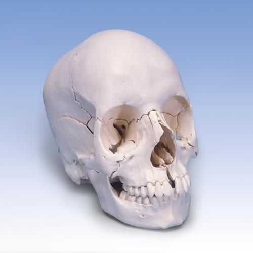 3B Scientific Beauchene Adult Human Skull Model